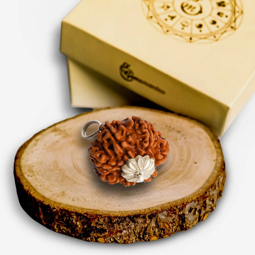 7 Mukhi Nepali Rudraksha - Limited Time Offer